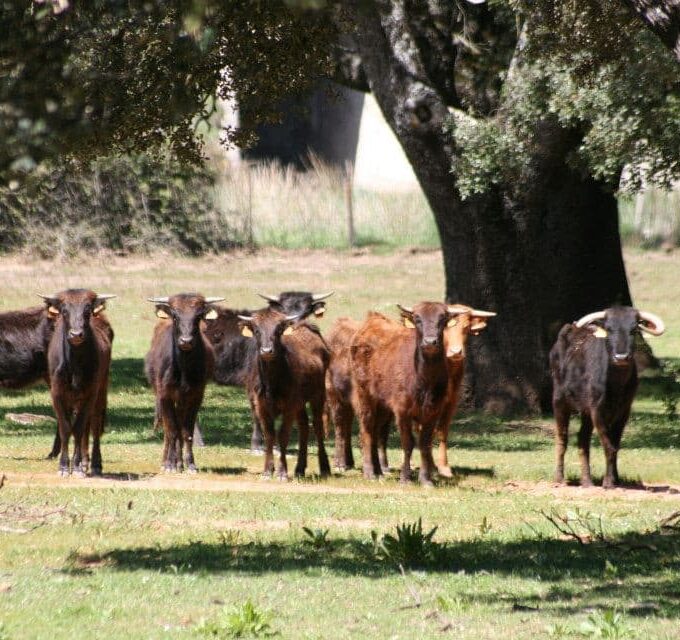 visita a ganadería de toro bravo reservatauro