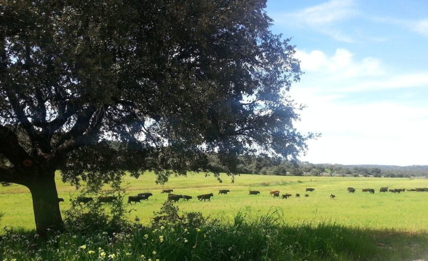 visita a ganadería de toro bravo reservatauro
