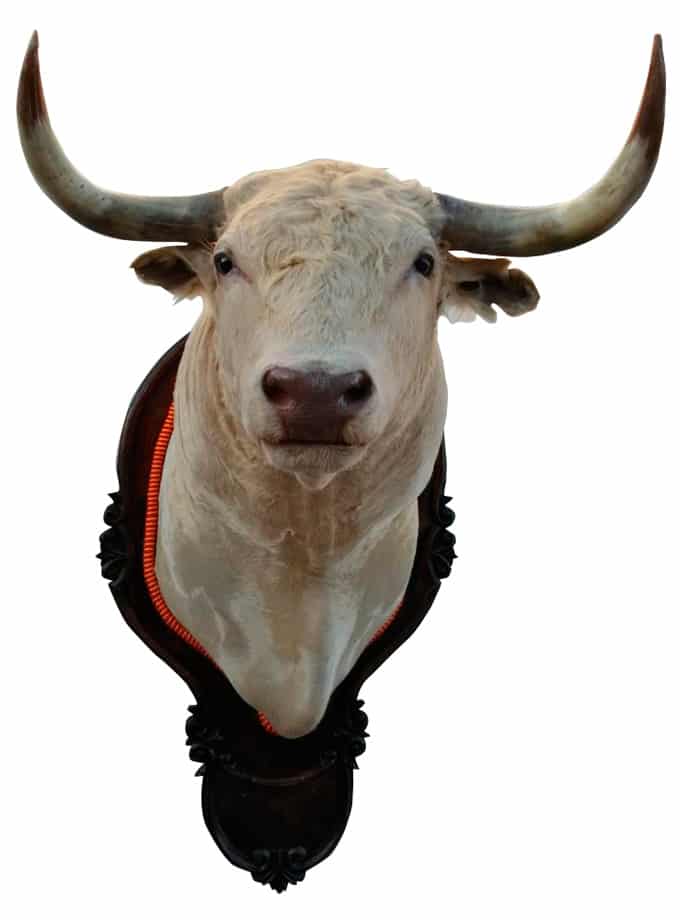 Cabeza de toro de la ganadería Tomás Prieto de la Cal