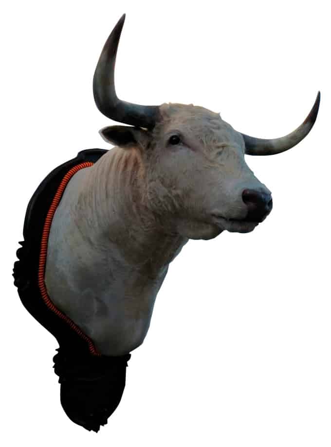 Cabeza de toro de la ganadería Tomás Prieto de la Cal