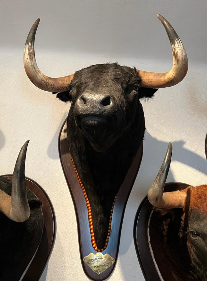 bull head Carafeo Puerto San Lorenzo
